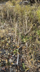 Elymus sibiricus