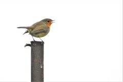 Erithacus rubecula rubecula