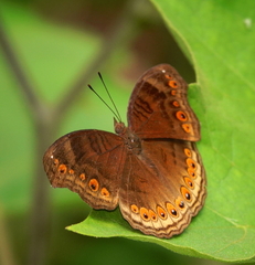 Junonia hedonia