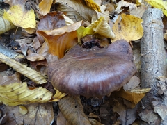 Thaxterogaster purpurascens