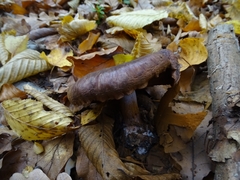 Thaxterogaster purpurascens