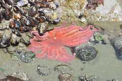 Pycnopodia helianthoides