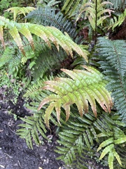 Blechnum montanum