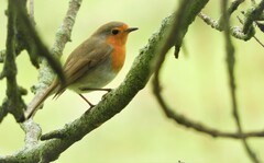 Erithacus rubecula rubecula