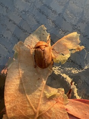 Cyclocephala signaticollis