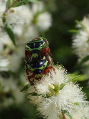 Eupoecila australasiae