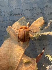 Cyclocephala signaticollis