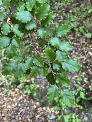 Nothofagus fusca