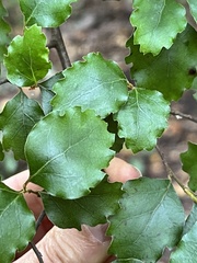 Nothofagus fusca