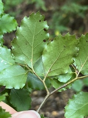 Nothofagus fusca