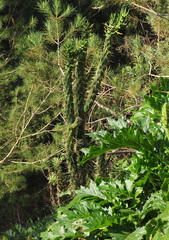 Austrocylindropuntia subulata