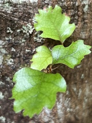 Nothofagus fusca
