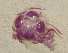 Pelagia noctiluca
