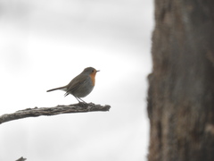 Erithacus rubecula rubecula