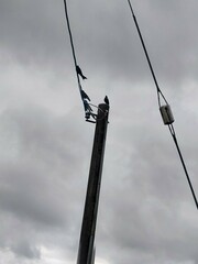 Dicrurus macrocercus