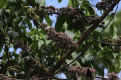 Melicope elleryana
