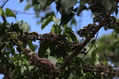 Melicope elleryana