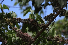 Melicope elleryana