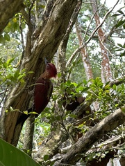 Chrysophlegma miniaceum