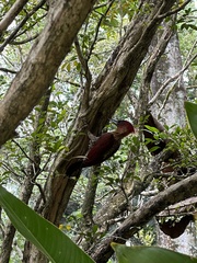 Chrysophlegma miniaceum