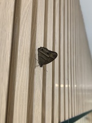 Cissia