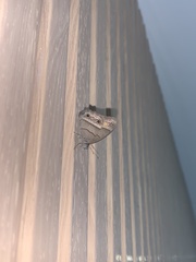 Cissia