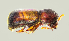 Bostrichidae