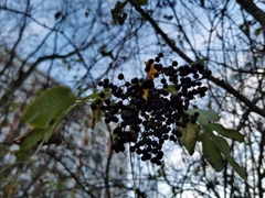Sambucus nigra