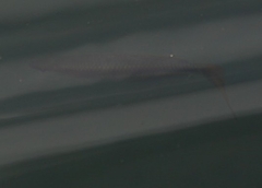 Melanotaenia splendida splendida