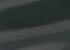 Melanotaenia splendida splendida