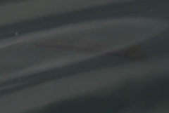 Melanotaenia splendida splendida