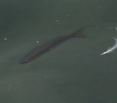 Melanotaenia splendida splendida