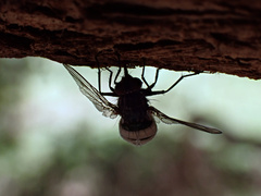 Entomophthora muscae