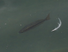 Melanotaenia splendida splendida