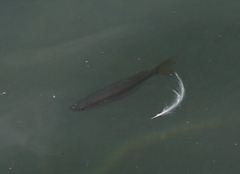 Melanotaenia splendida splendida