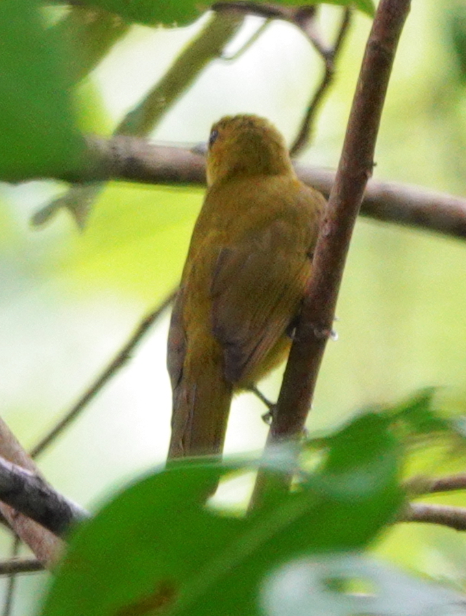 Obi Golden-Bulbul illustration