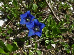 Gentiana clusii