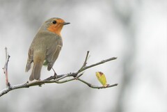 Erithacus rubecula rubecula