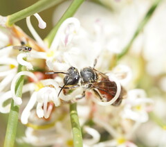 Parasphecodes