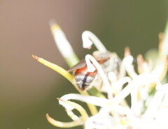 Parasphecodes