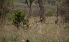 Trigonoceps occipitalis