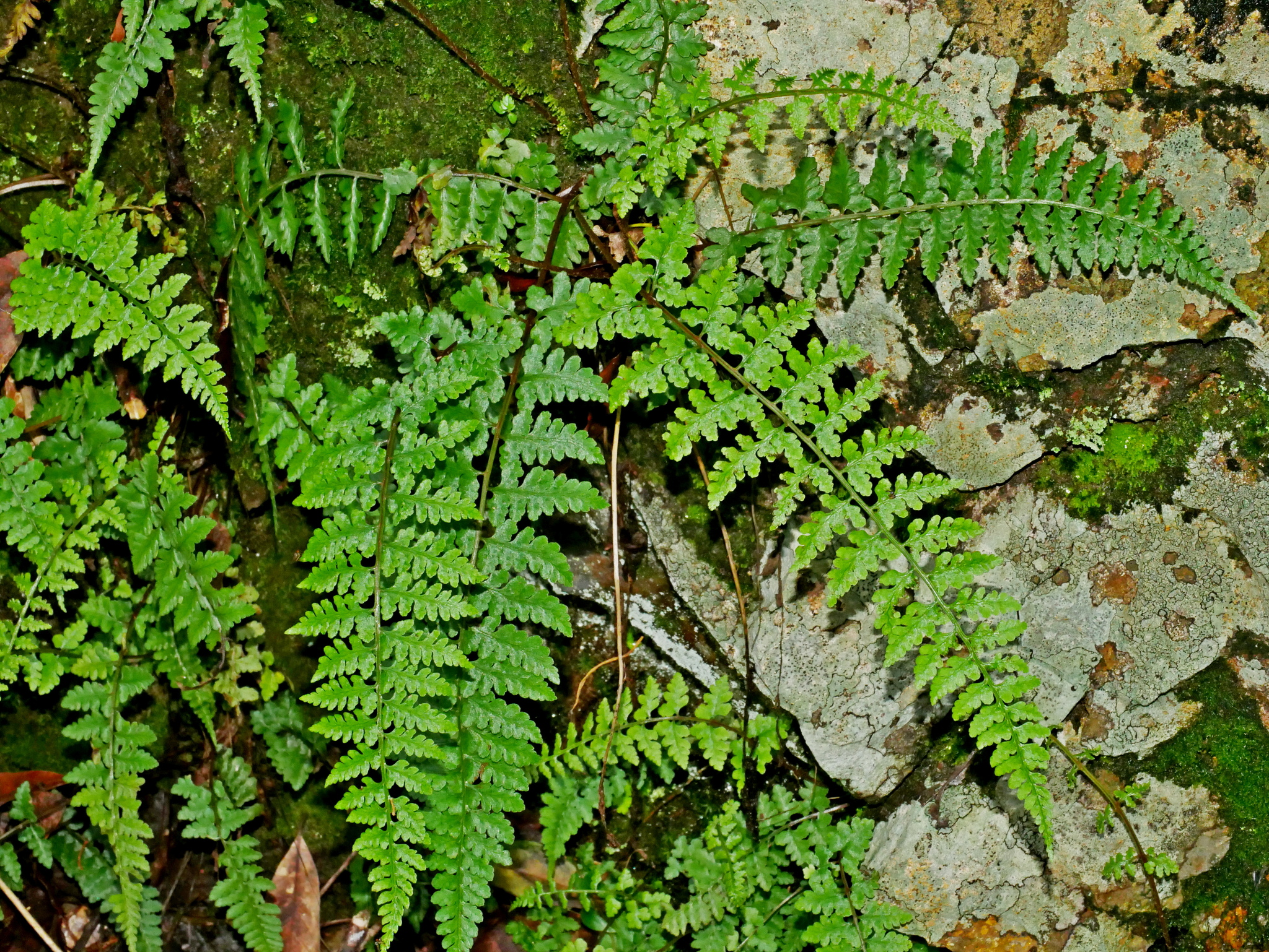 Athyrium anisopterum
