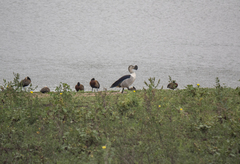 Sarkidiornis melanotos