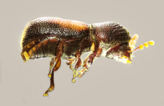 Bostrichidae