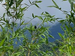 Dicrurus macrocercus