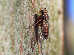 Dytomyia sordida