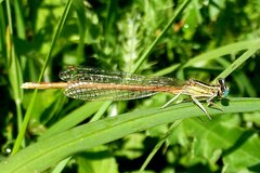 Platycnemis acutipennis
