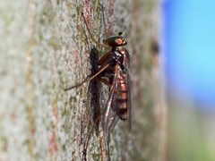 Dytomyia sordida