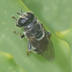 Eumerus