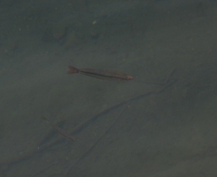 Melanotaenia splendida splendida